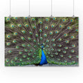 Peacock Tail Photography A-90903 (36x54 Giclee Gallery Print, Wall Decor Travel Poster)