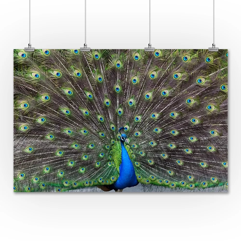 Peacock Tail Photography A-90903 (36x54 Giclee Gallery Print, Wall Decor Travel Poster)