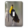 Utah, Cache Valley, Yellow-headed blackbird - US45 SSM0225 - Scott T. Smith single toggle switch lsp-94952-1