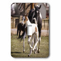 Oldenburg Warmblood filly or foal horse - NA02 PWO0073 - PiperAnne Worcester single toggle switch lsp-140321-1